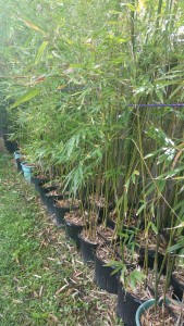 clumping weaver's bamboo in 15 gallon containers