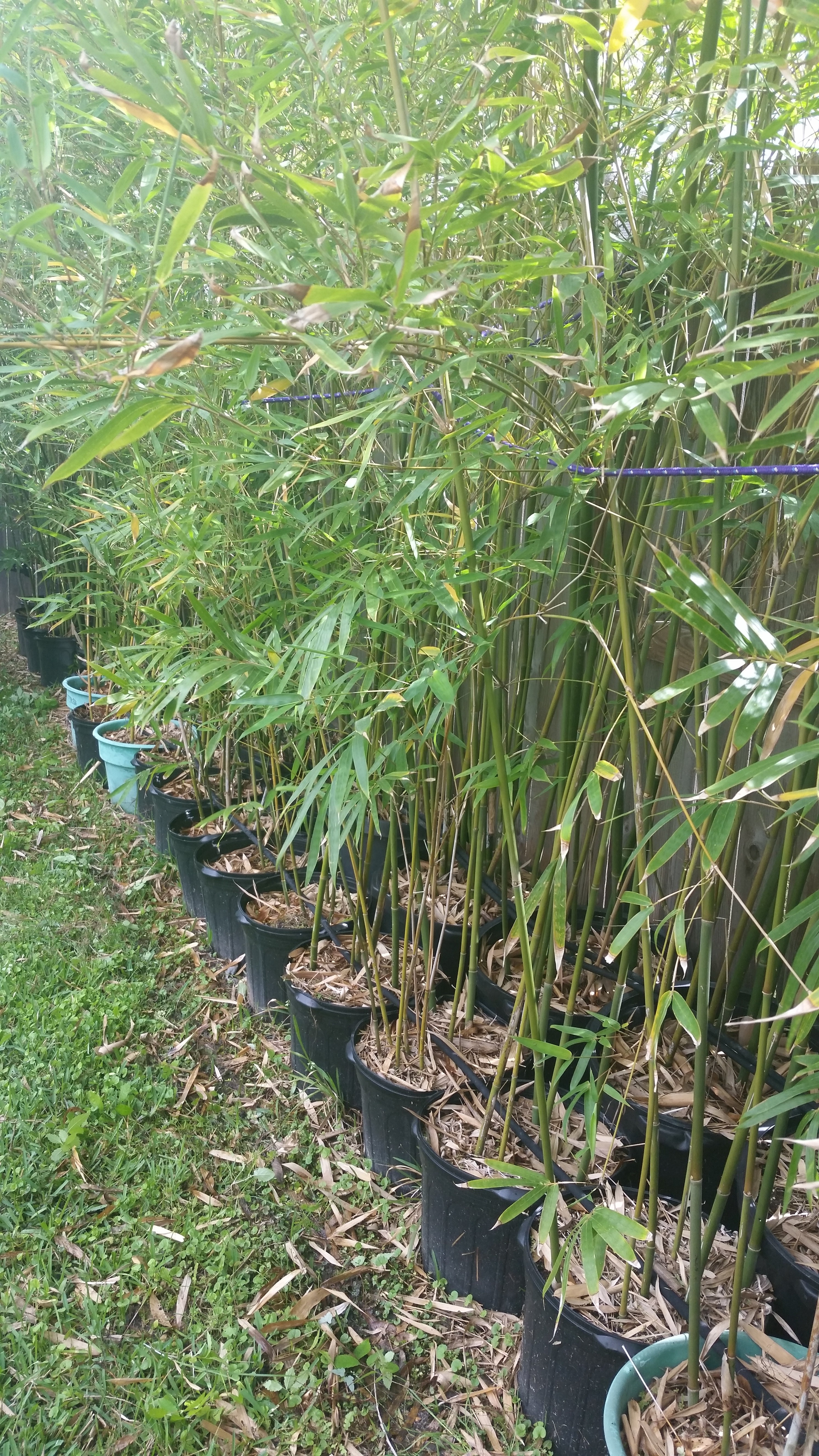 Weaver's Bamboo "Bambusa textilis" clumping bamboo for sale