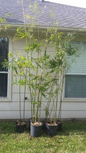 weavers clumping bamboo in 5 gallon containers